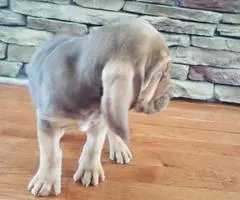 APR reg. Bloodhound puppies - 2