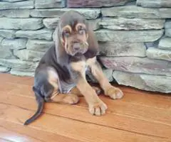 APR reg. Bloodhound puppies - 5