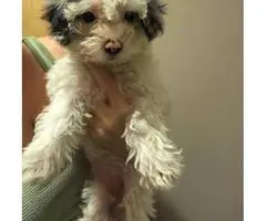 Maltipoo puppies to a good homes - 2
