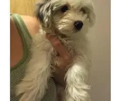 Maltipoo puppies to a good homes - 3