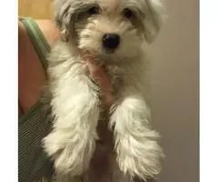 Maltipoo puppies to a good homes - 4