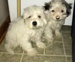Maltipoo puppies to a good homes - 5