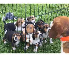 3 males and 3 females Purebred Beagle puppies