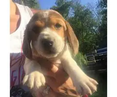 3 males and 3 females Purebred Beagle puppies - 2