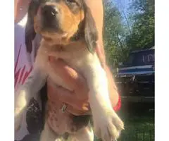 3 males and 3 females Purebred Beagle puppies - 3