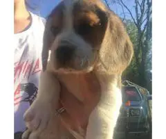 3 males and 3 females Purebred Beagle puppies - 4