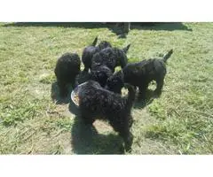 Standard Poodle puppies available to new homes - 1