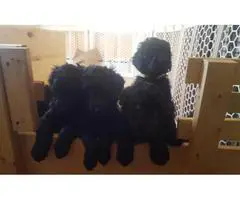 Standard Poodle puppies available to new homes - 3