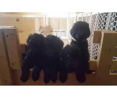Standard Poodle puppies available to new homes - 4