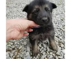 German Shepherd Puppies - 4 Available - 1