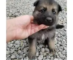 German Shepherd Puppies - 4 Available - 2