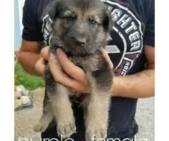 German Shepherd Puppies - 4 Available - 3