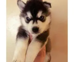Only Males left - Champion blood lines husky puppies - 1