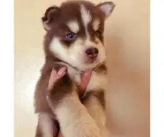 Only Males left - Champion blood lines husky puppies - 4