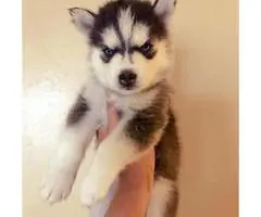 Only Males left - Champion blood lines husky puppies - 5