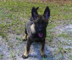 Sable Male German Shepherd Puppy for adoption