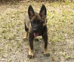 Sable Male German Shepherd Puppy for adoption - 3