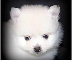 Outstanding Poms Pups - 4