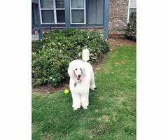 6 months Old Standard Poodle Puppy - 2