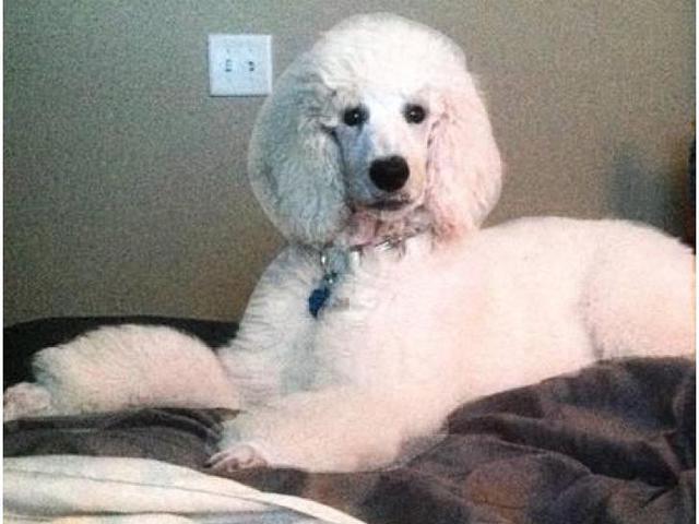 6 months Old Standard Poodle Puppy in Columbia, South ...