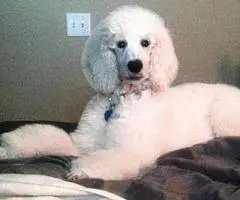 6 months Old Standard Poodle Puppy - 3