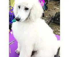 6 months Old Standard Poodle Puppy - 4