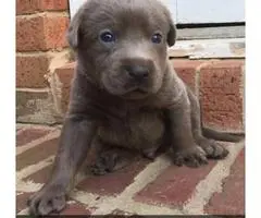 AKC Labrador Puppies for sale