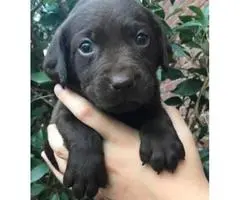 AKC Labrador Puppies for sale - 2