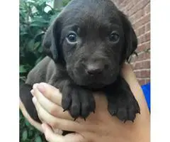 AKC Labrador Puppies for sale - 3