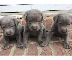 AKC Labrador Puppies for sale - 4