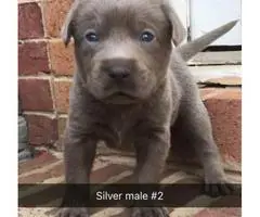 AKC Labrador Puppies for sale - 6