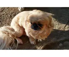 Cream and Sables Pekingese Puppies for sale