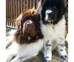 Newfoundland puppy for sale Comes from a family home