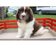 Newfoundland puppy for sale Comes from a family home