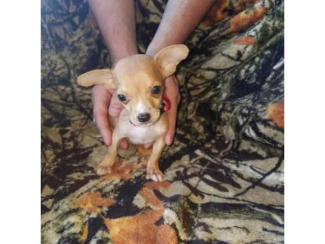 Two beautiful teacup chihuahuas in Dothan, Alabama