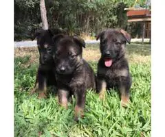 German Shepherd puppies - 4 males and 8 females
