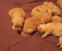 Awesome Golden pups 7 weeks old - 3
