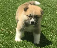 8 purebred Akita puppies for adoption