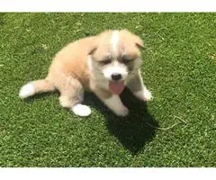 8 purebred Akita puppies for adoption - 2