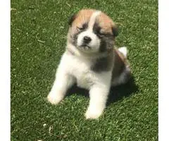 8 purebred Akita puppies for adoption - 3