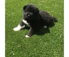8 purebred Akita puppies for adoption - 4