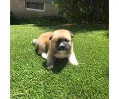 8 purebred Akita puppies for adoption - 6