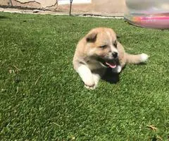 8 purebred Akita puppies for adoption - 7