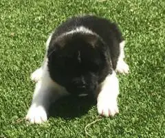 8 purebred Akita puppies for adoption - 8