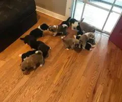 8 purebred Akita puppies for adoption - 9