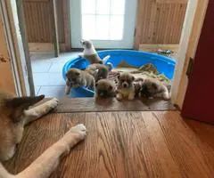 8 purebred Akita puppies for adoption - 10