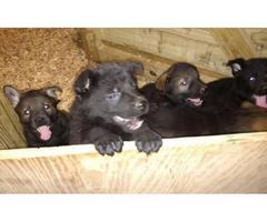 German Shepherd Dog Puppy For Sale By Ownermichigan Puppies For Sale Near Me