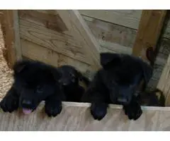 AKC German Shepherd excellent pedigree puppies - 5