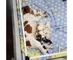 7 brittany puppies left