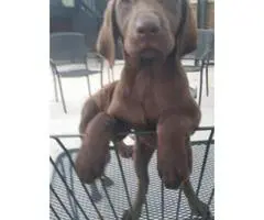 Beautiful chocolate lab puppies full blooded AKC registered available for sale. - 2
